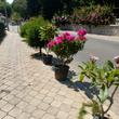 Muğla / Marmaris
