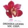 ORCHIDEA LUCANA SOC. COOP. photo