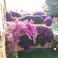 Hibiscus Garden photo