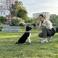 Mascota Köpek Eğitimi photo