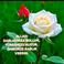 Mahmut M. picture Mahmut M. photo
