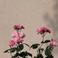 Bahar C. photo