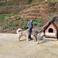 Dogan K. picture Dogan K. photo