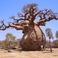 Il Baobab Società Cooperativa Sociale photo