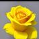 Filiz K. picture Filiz K. photo