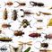 شركة الماسة لمكافحة الحشرات بالرياض photo