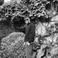 Emirhan E. photo