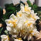 Ebrar S. photo