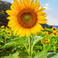 Selda D. photo