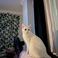 Aysegul K. photo