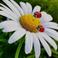 Aynur G. photo
