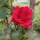 Gamze P. A. picture Gamze P. A. photo