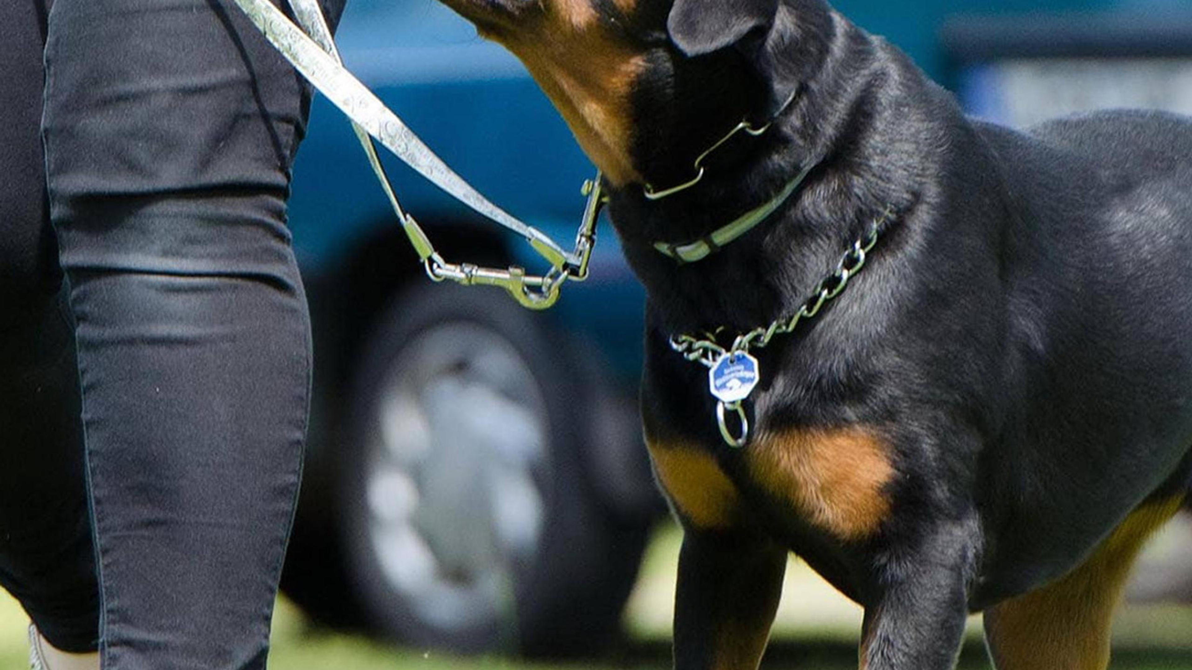 1709 Addestratori Cani pronti per te.