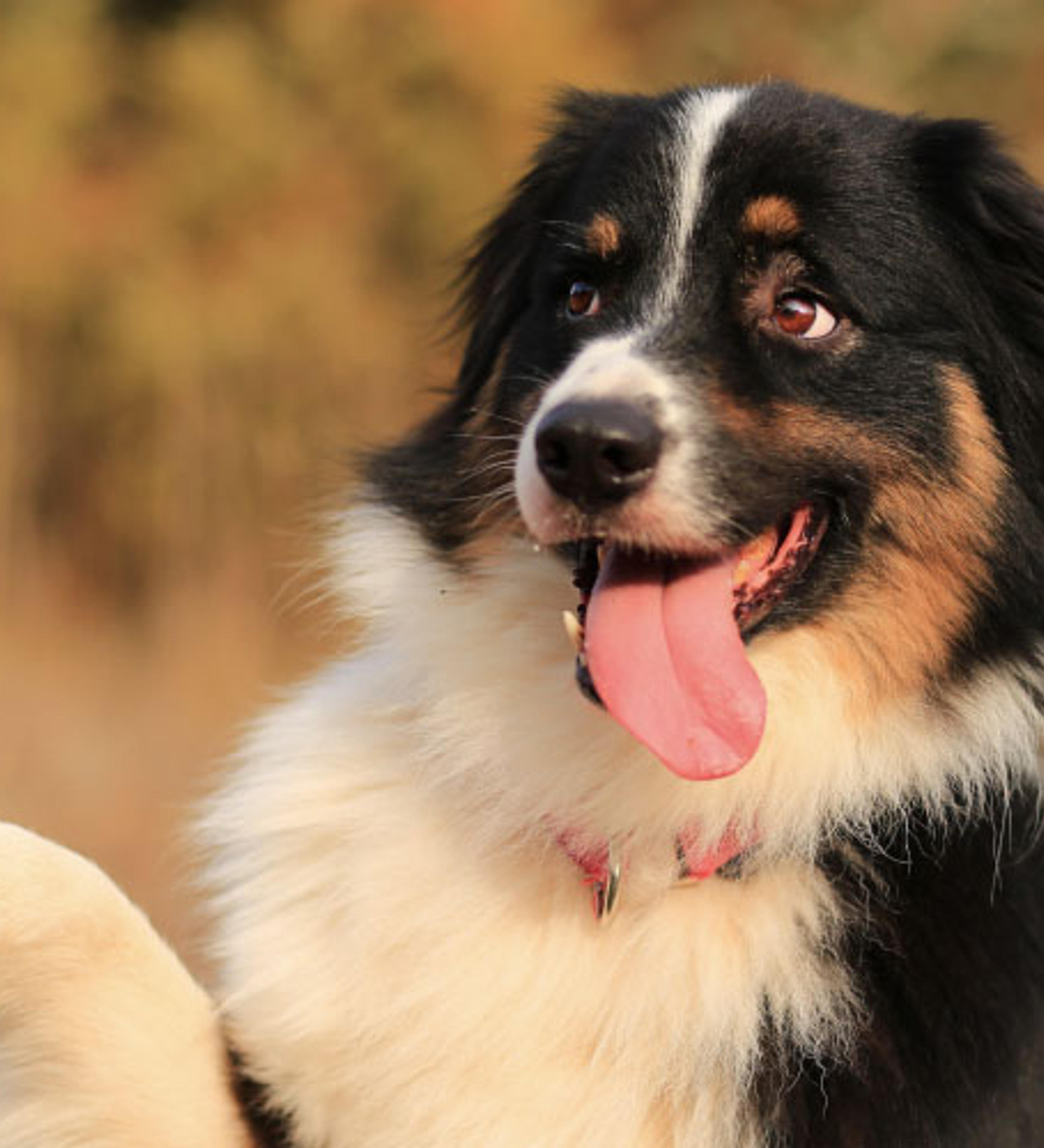 1023 Köpek Eğitim Merkezi hazır.