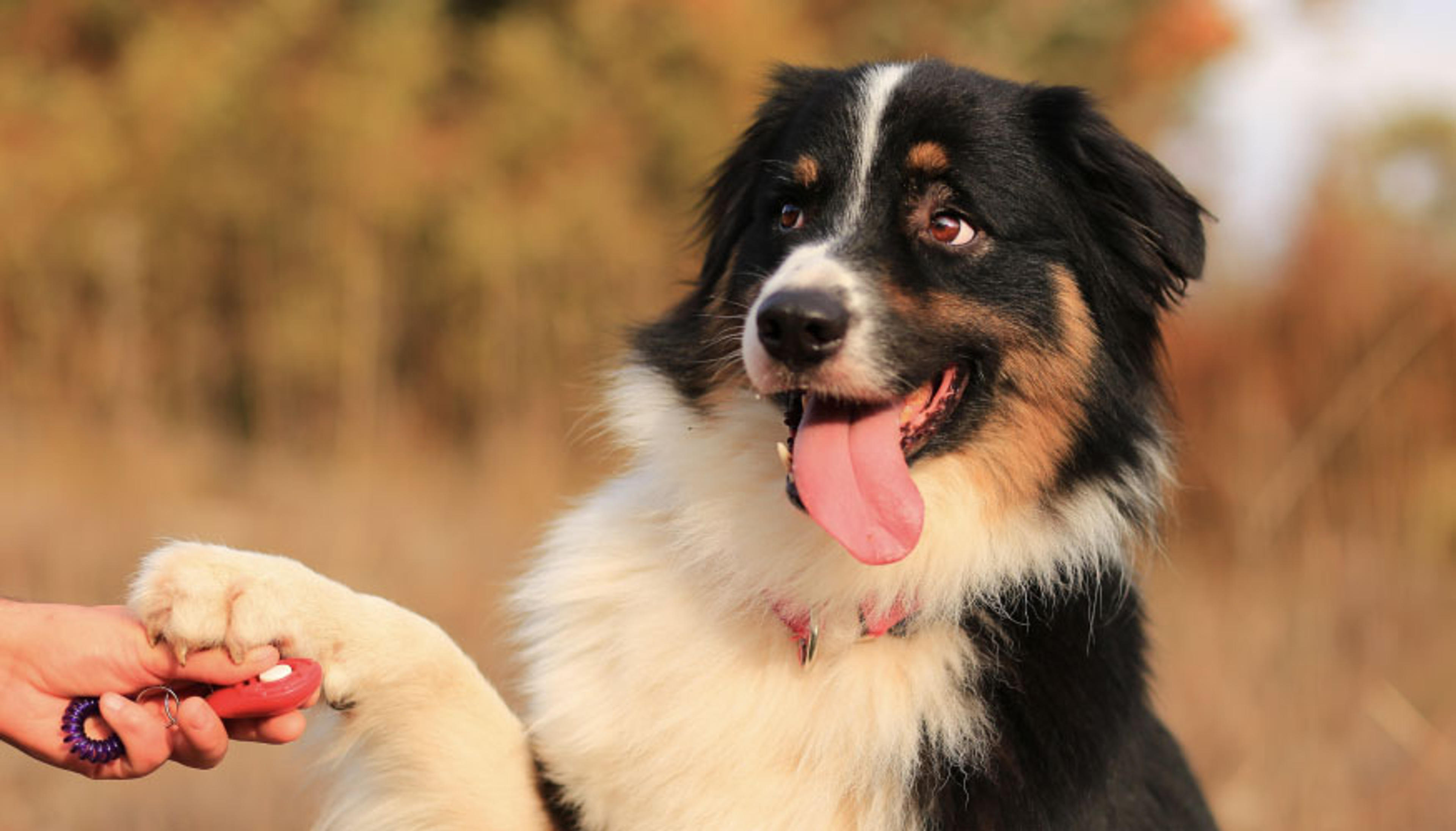 1023 Köpek Eğitim Merkezi hazır.