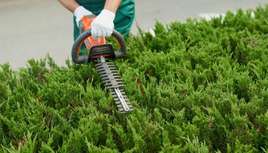 Hecke Schneiden