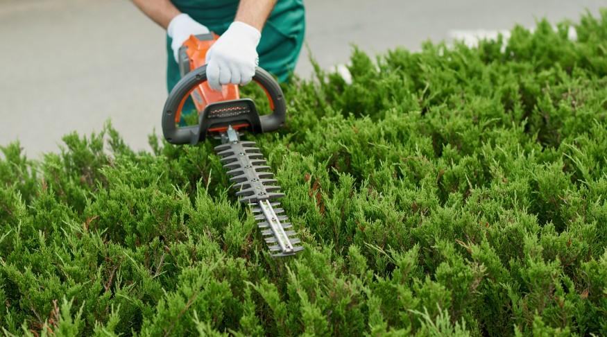 Hecke Schneiden