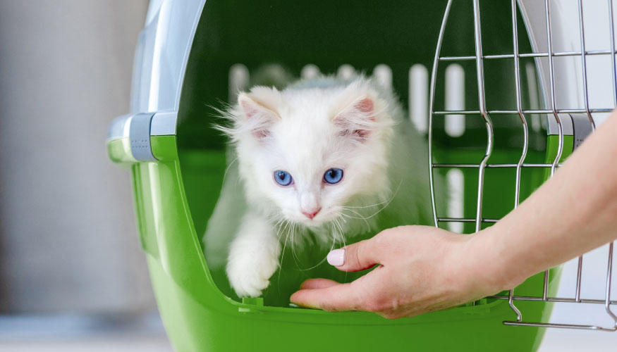 Kedi Taşımacılığı