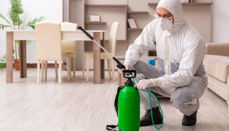 Tahta Kurusu İlaçlama