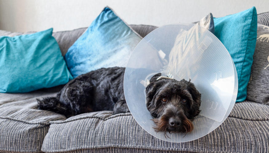 Köpek Kısırlaştırma