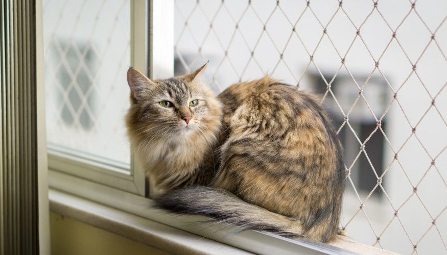 Kedi Pencere Sinekliği