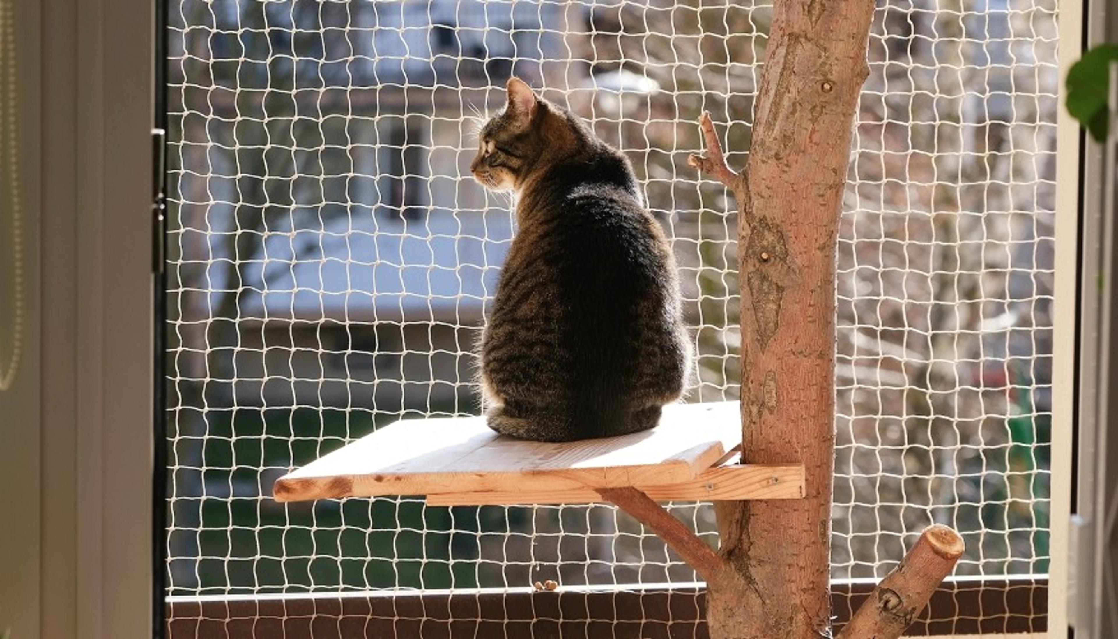 Kedi Kapı Sinekliği