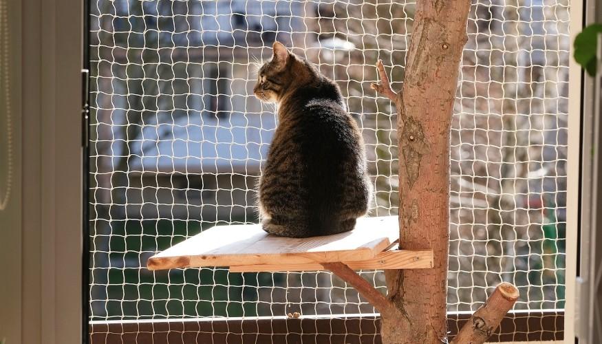 Kedi Kapı Sinekliği