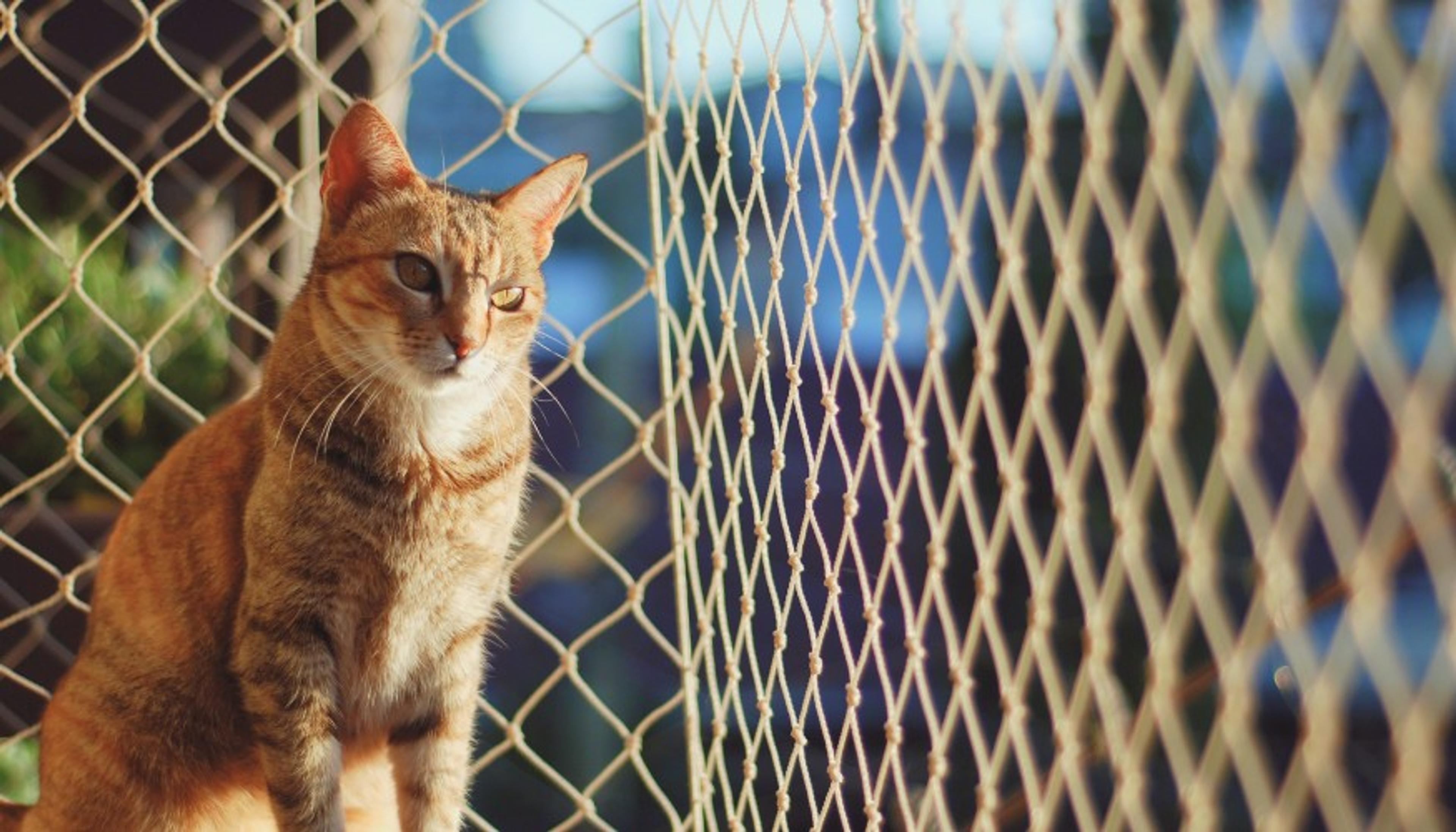 412 Balkon Kedi Filesi Ustası hazır.