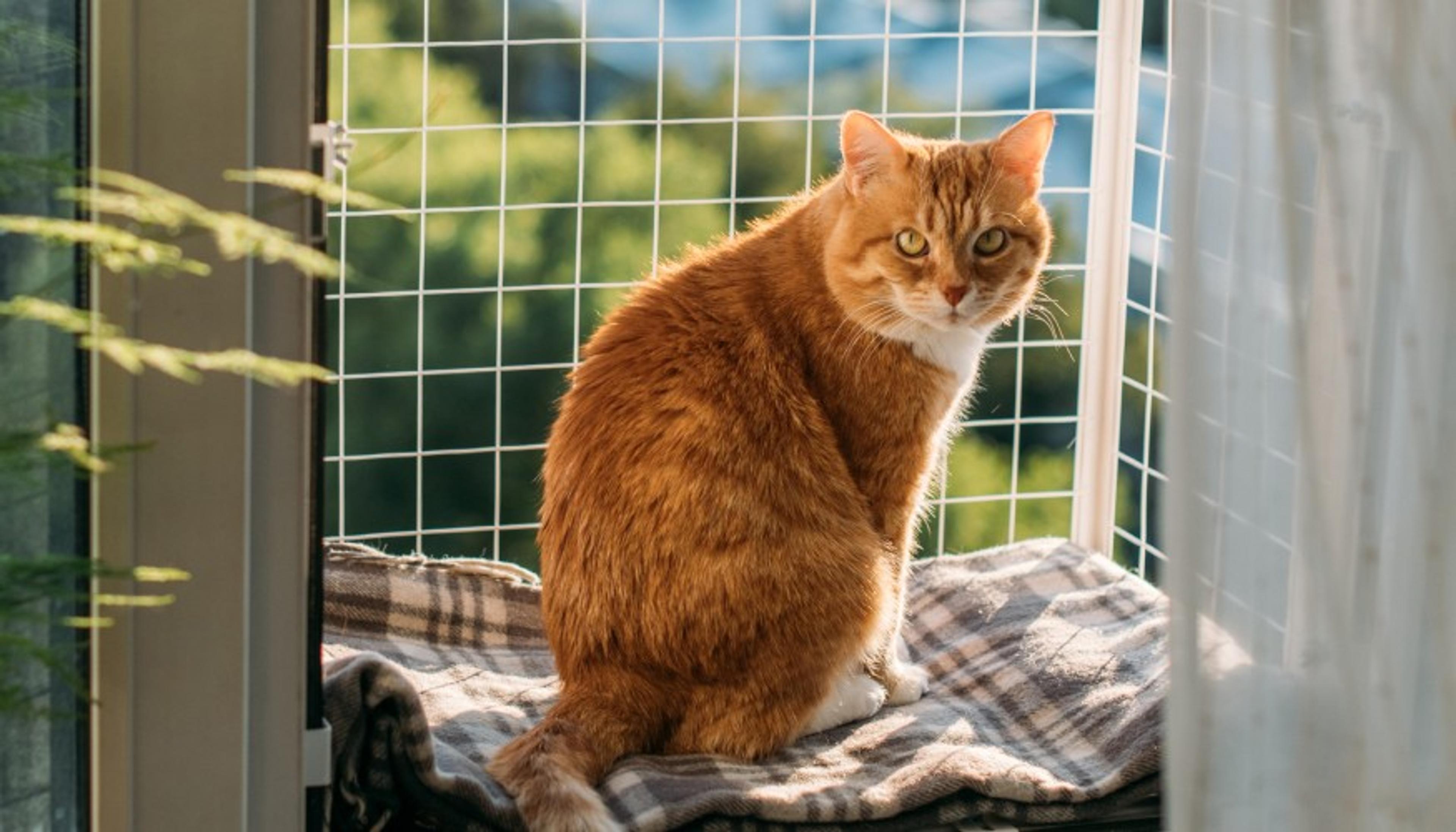 293 Kedi Pencere Filesi Firması hazır.