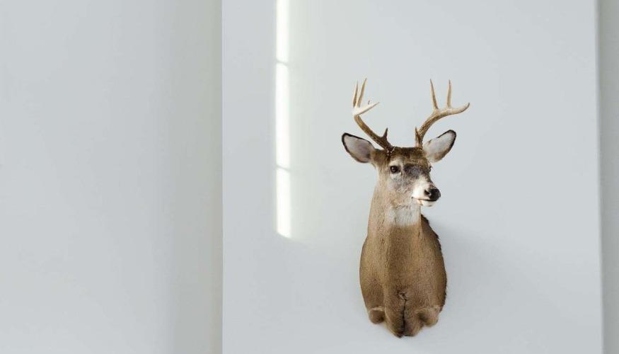 Taxidermiste