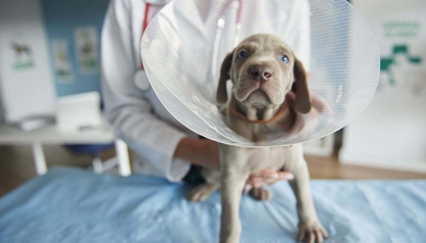 Vétérinaire de Garde