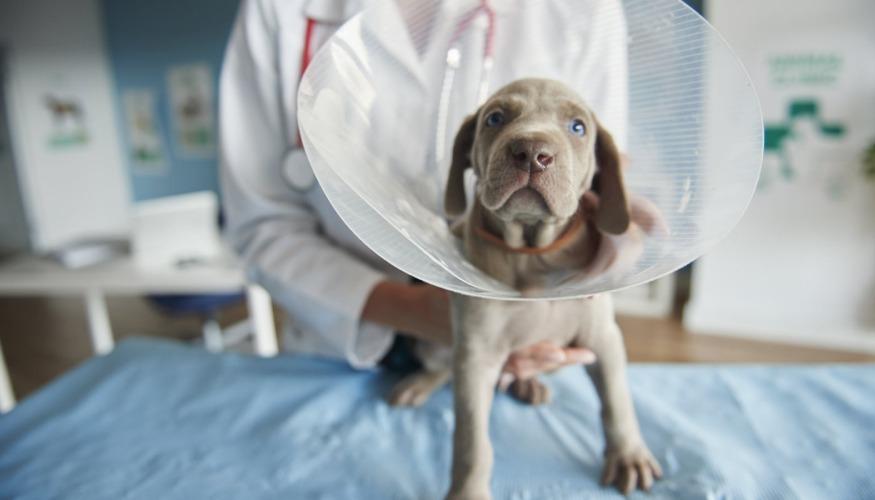 Vétérinaire Homéopathe