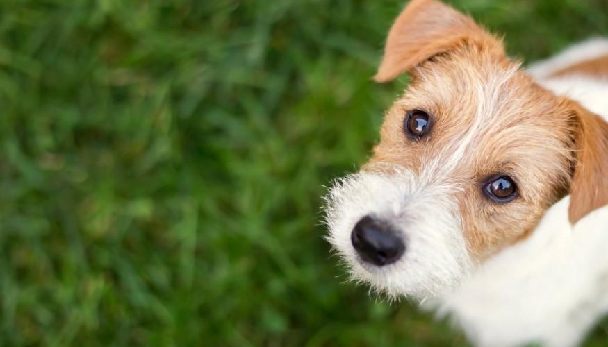 Adiestramiento Canino