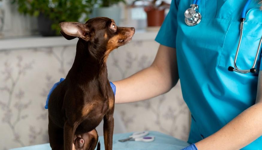 Veterinario a Domicilio