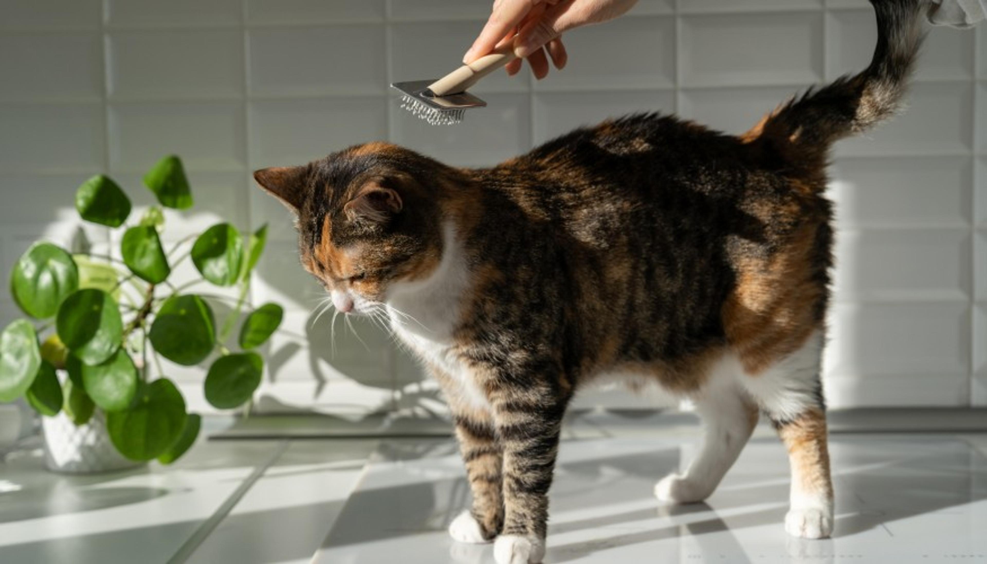 Peluquería de Gatos