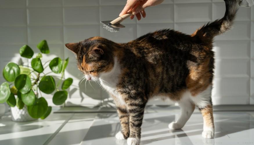 Peluquería de Gatos