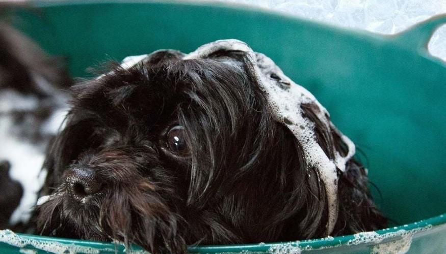 Peluquería Canina a Domicilio