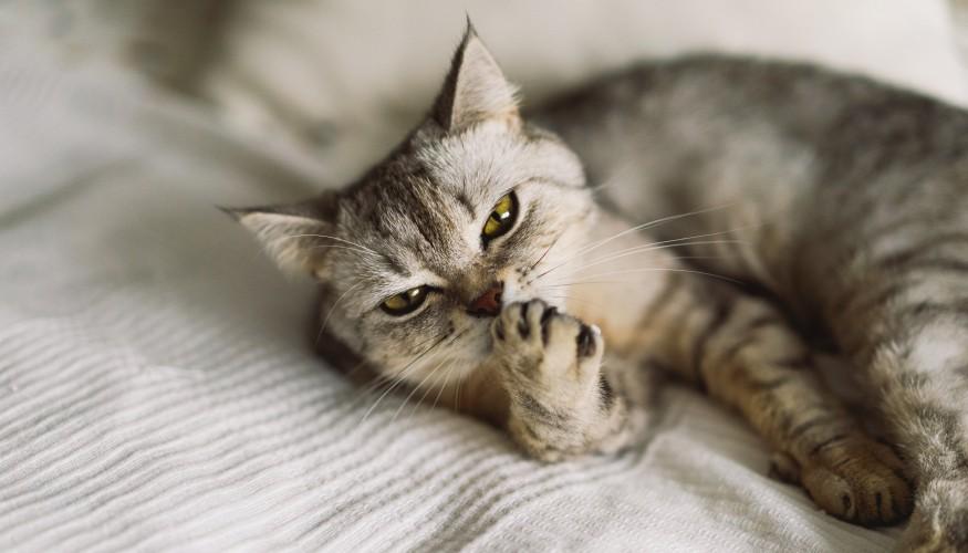 Incineración Mascotas