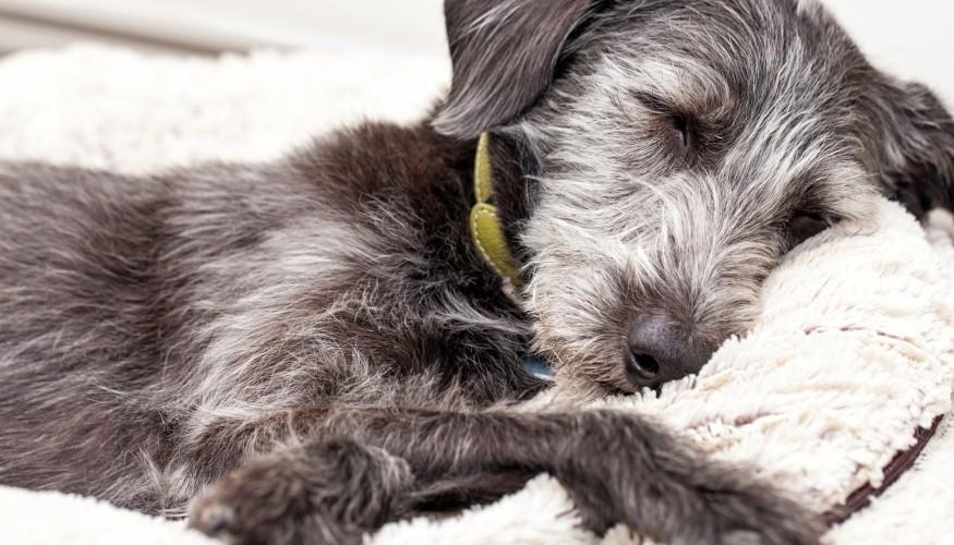 Residencia de Mascotas