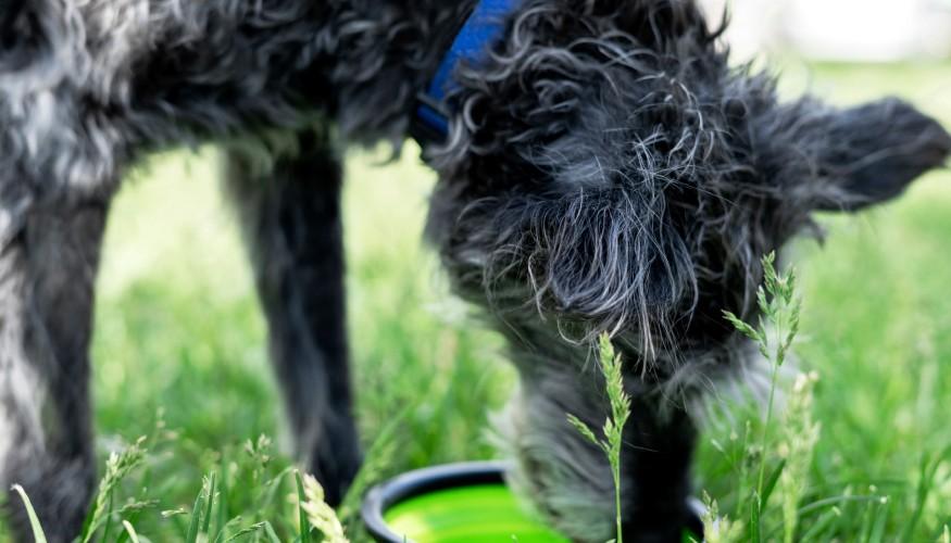 Guardería de Mascotas