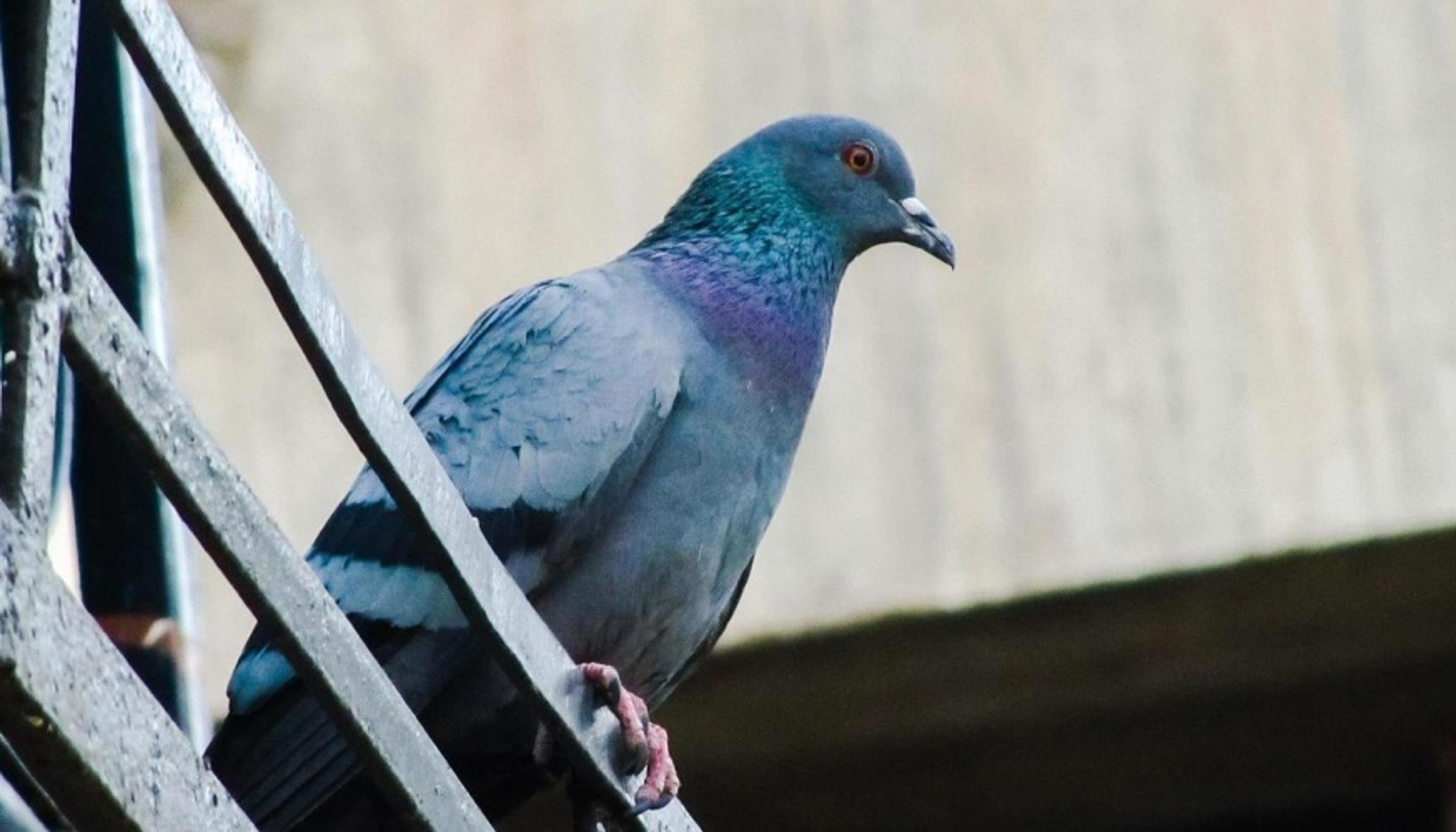 Disinfestazione Piccioni