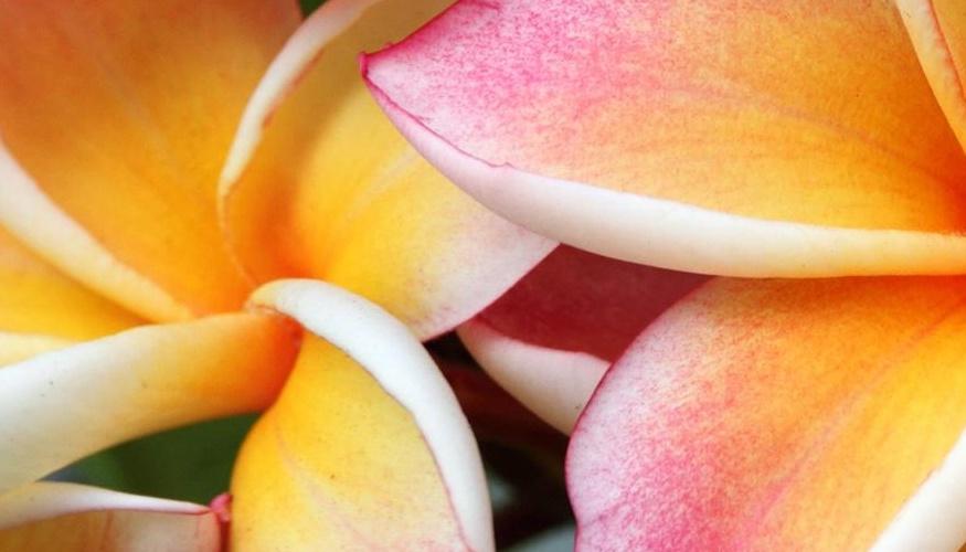 Curso de Jardinería