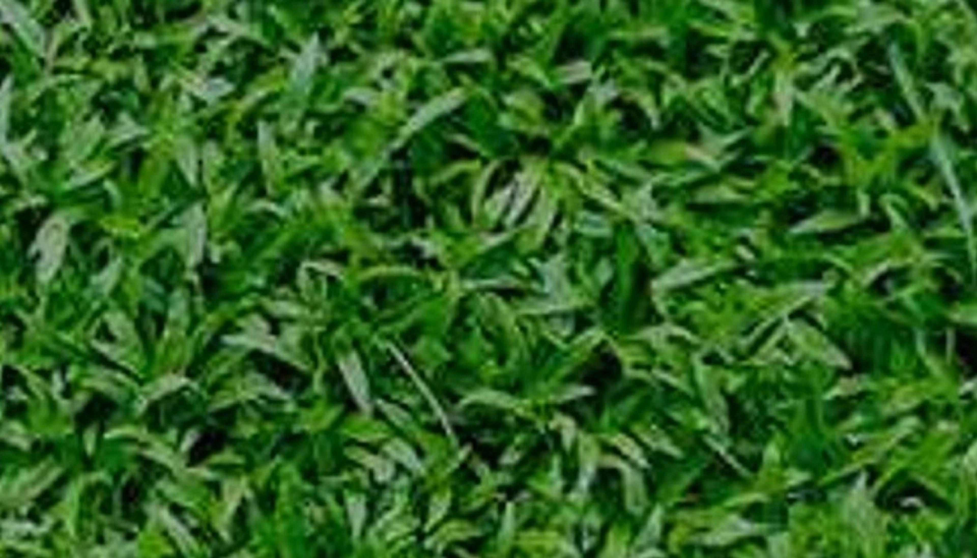 Posa Prato Sintetico