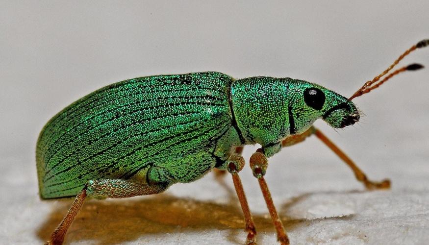 Disinfestazione Letto