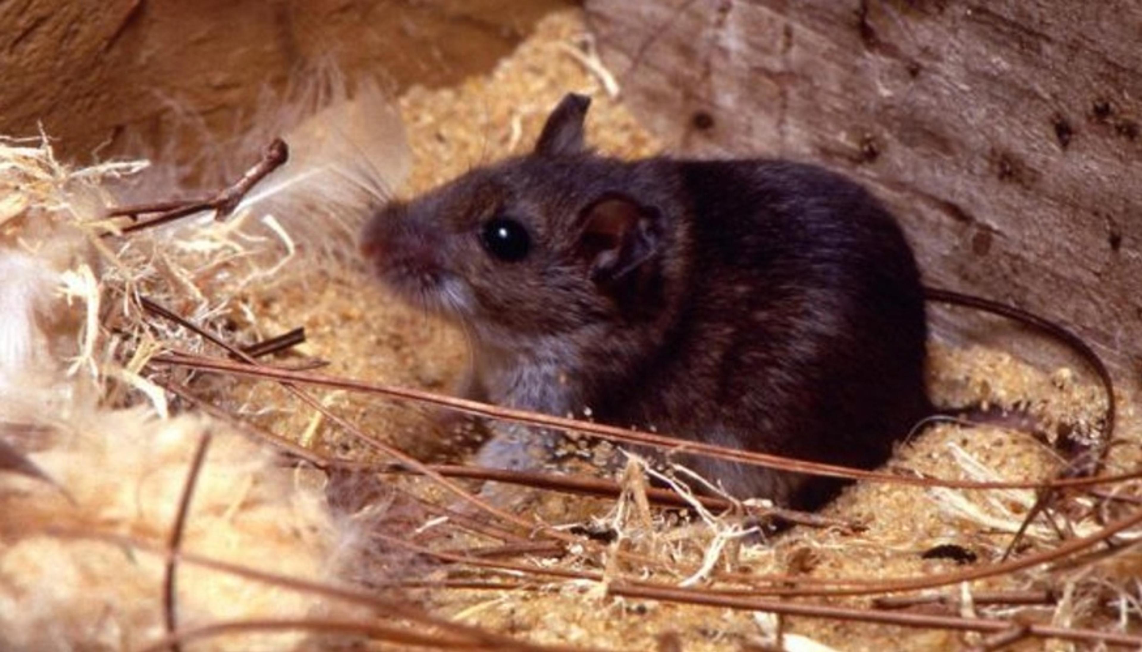 1490 Ditte Derattizzazione pronti per te.