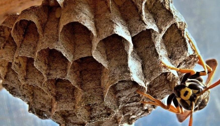 Disinfestazione Vespe
