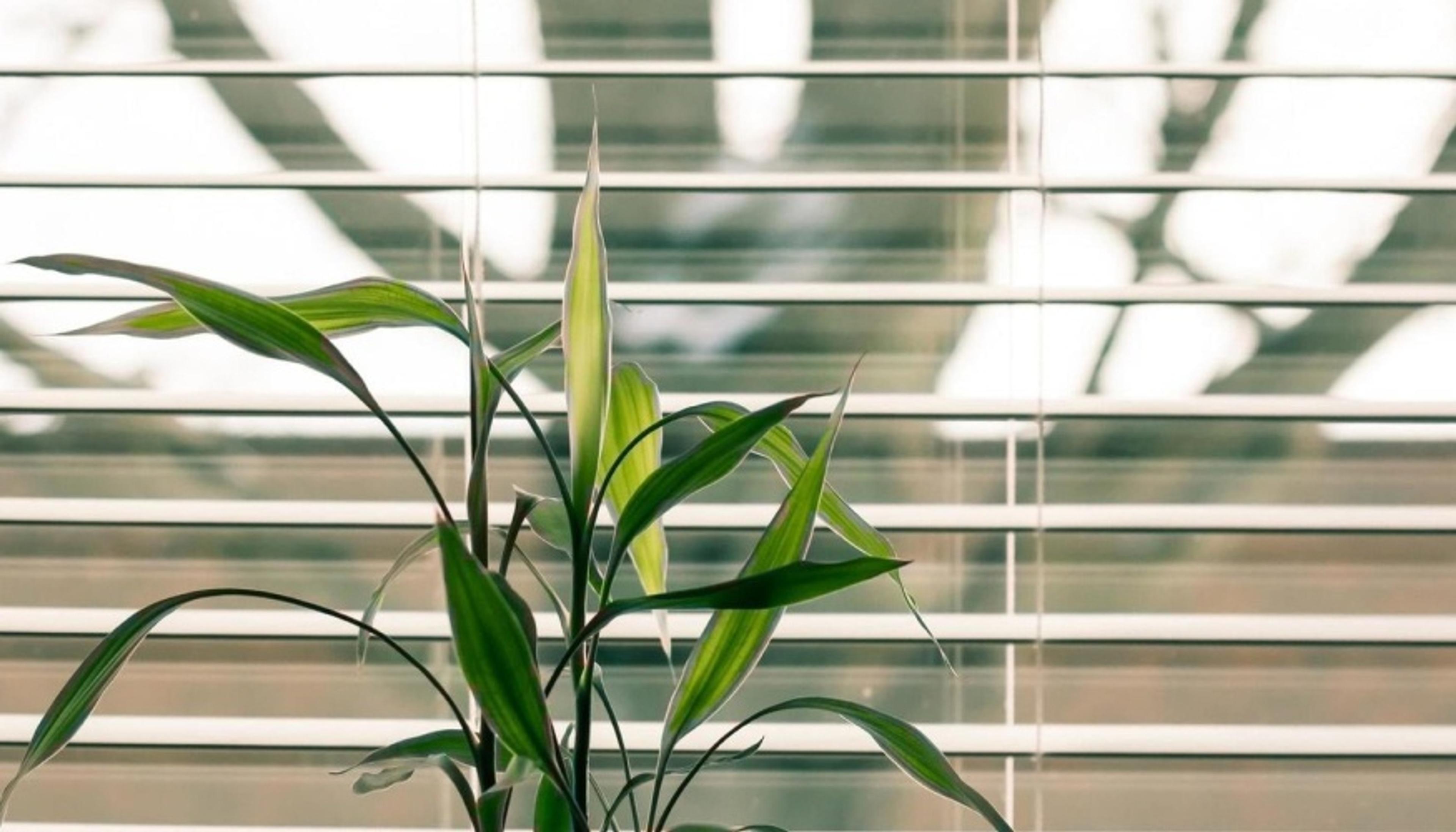 Sostituzione Cinghia Tapparella