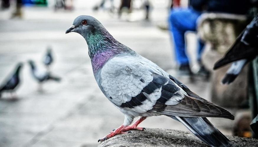 Dissuasori per Piccioni