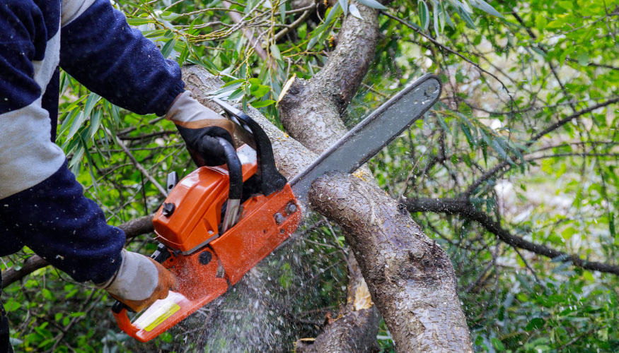 Tree Cutting