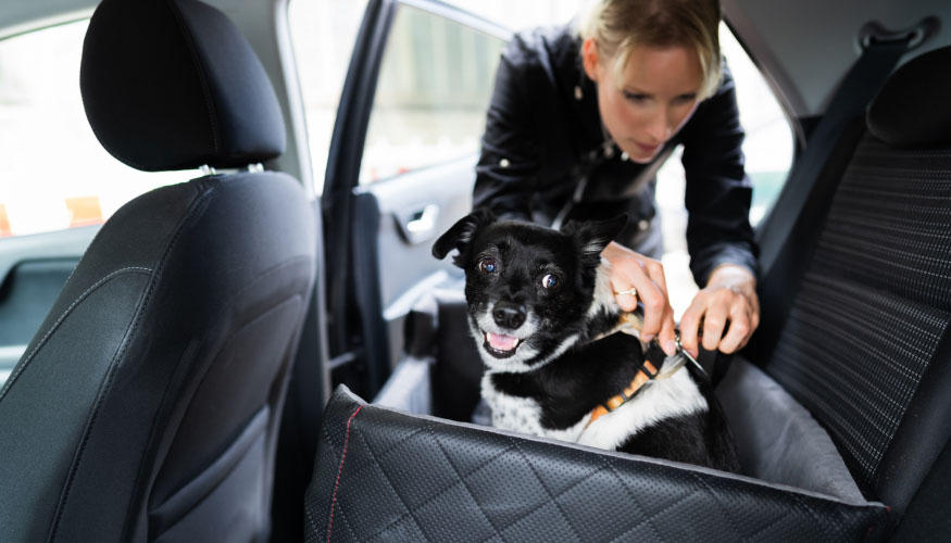 Köpek Taşımacılığı